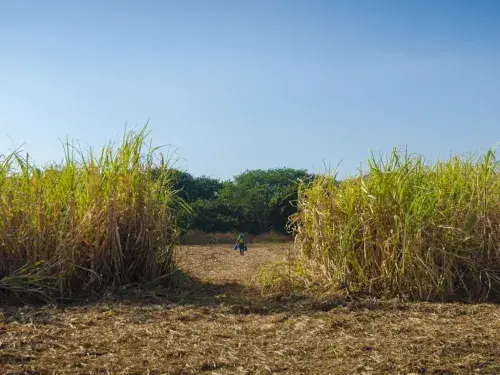 Walking through cane field with a blue sky © Joe Woodruff for Bonsucro