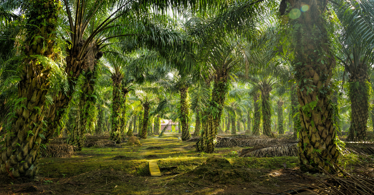 Under a canopy of large palm trees with green and yellow colours © Canva Pro