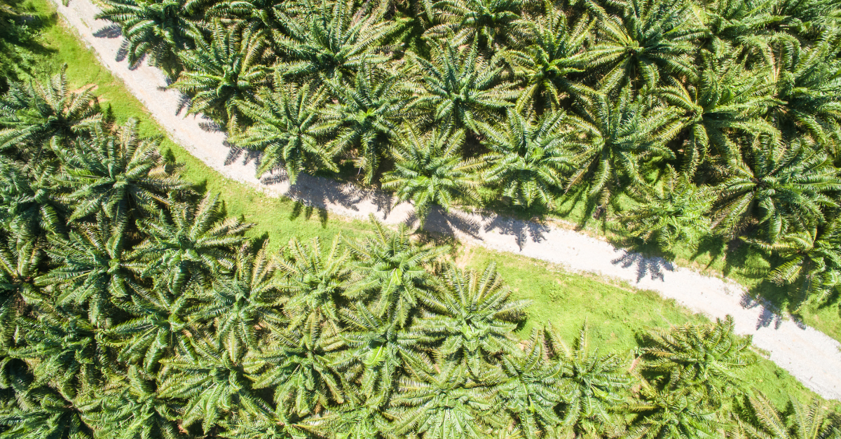 Birds-eye view of small road weaving through palm tree forest © Canva Pro