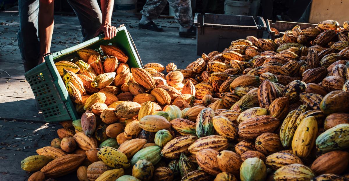 A worker in a cocoa factory pours baskets of yellow ripe cacao pods onto a pile of bulk large cocoa