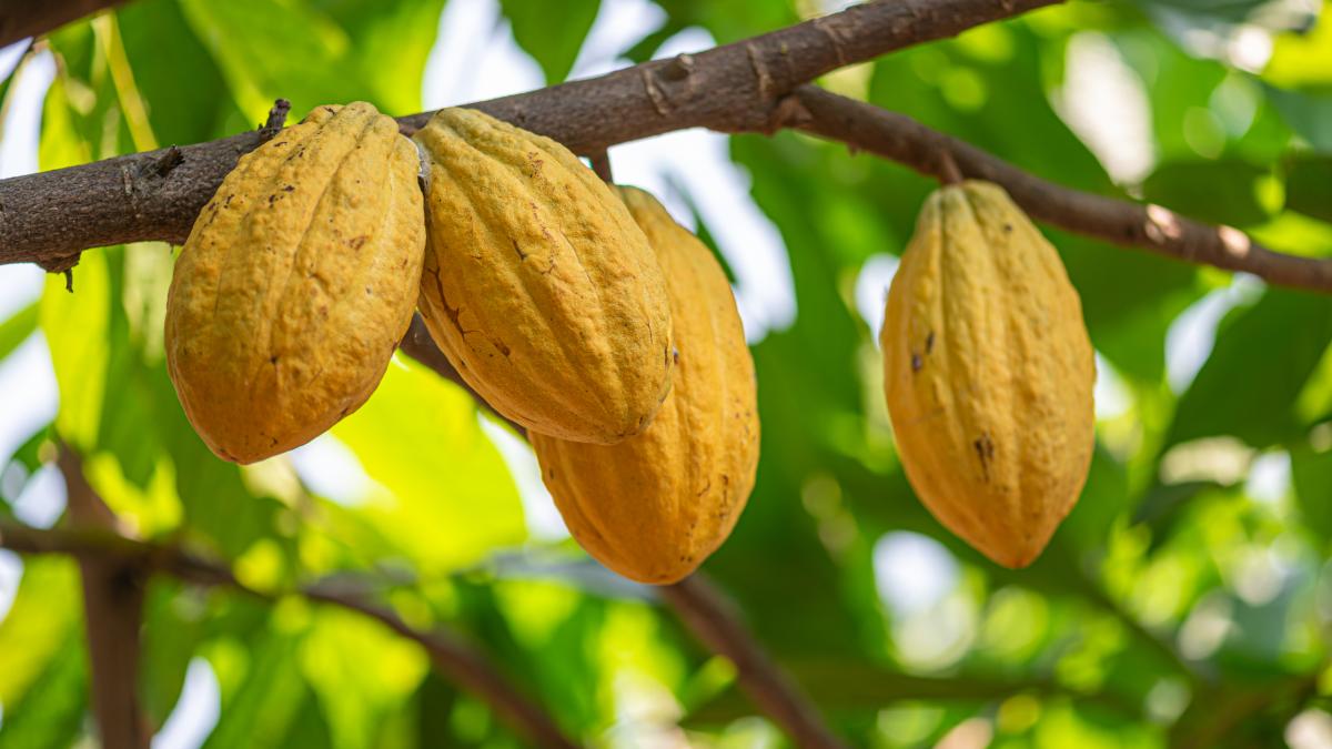 Yellow cocoa pods growing on cocoa tree