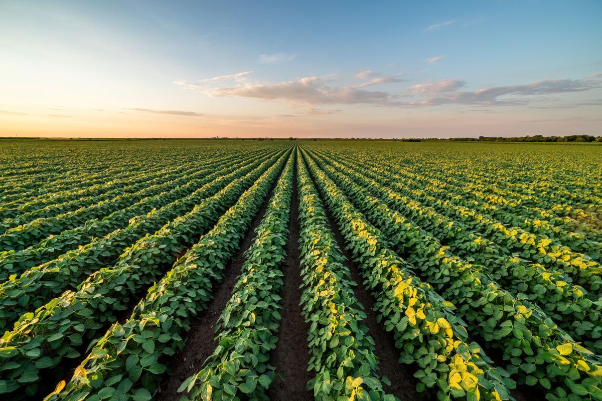Soybean field with a clear sunset sky