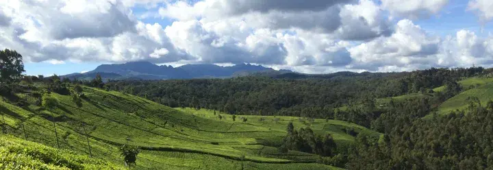 Green tea fields