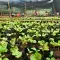 Coffee growing in long stretches of soil with people in the background © UTZ CERTIFIED
