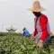 Tea harvesting in China © UTZ Certified