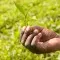 Tea Uganda Mabale © Simon Rawles, Fairtrade International CTA