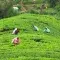 tea pluckers © Rainforest Alliance