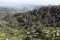Coffee plantation seen from a drone in Nicaracgua © Giuseppe Cipriani for UTZ