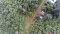 Coffee plantation seen from a drone in Nicaracgua © Giuseppe Cipriani for UTZ