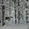 Reindeer through snowy trees © FSC