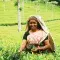 Tea, India © Charlie Watson, Rainforest Alliance