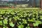 Coffee Nursery, Uganda © UTZ Certified