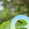 Dragonfly © Evidensia