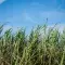 Sugar cane field © Bonsucro