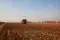 Harvesting cotton © Better Cotton Initiative