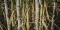 Sugar cane stalks © Joe Woodruff for Bonsucro