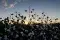 Cotton field, USA © BCI