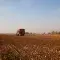 Harvesting cotton © Better Cotton Initiative