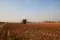 Harvesting cotton © Better Cotton Initiative