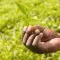 Tea Uganda Mabale © Simon Rawles, Fairtrade International