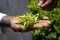 hand_tea_leaves_Kenya © Rainforest Alliance