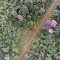 Coffee plantation seen from a drone in Nicaragua © Giuseppe Cipriani for UTZ