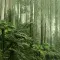 Ferns in Victoria, British Columbia, photo courtesy of Rainforest Alliance