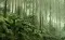 Ferns in Victoria, British Columbia, photo courtesy of Rainforest Alliance-min