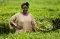 Irene Kijara, Mabale Growers Tea Factory, Uganda © Simon Rawles, 2007, Fairtrade International