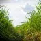 Sugar cane fields © Joe Woodruff for Bonsucro