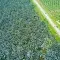 Palm oil plantation © asnidamarwani, Adobe stock.jpg