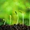 Seedling growth in soil © BillionPhotos.com, Adobe stock.jpg 