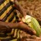 Cocoa, Ghana © Kate Fishpool for Fairtrade