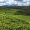 Tea fields Kenya © Rainforest Alliance