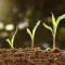 ag_seedlings © Adobe Stock