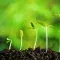 seedlings
