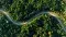 Forest from above