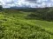 tea_fields_Kenya © Rainforest Alliance
