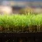 Seedlings © FSC Germany