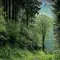 Forest © Pexels