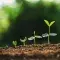 growth