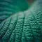 Tropical leaf
