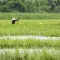 Rice field © iStock