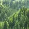 Forest © Adobe Stock