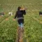 Farming © Adobe Stock