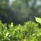Leaf © Canva Pro