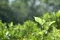 Leaf © Canva Pro