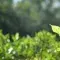 Leaf © Canva Pro