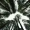 Forest © Unsplash