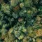 Forest &copy; Pexels